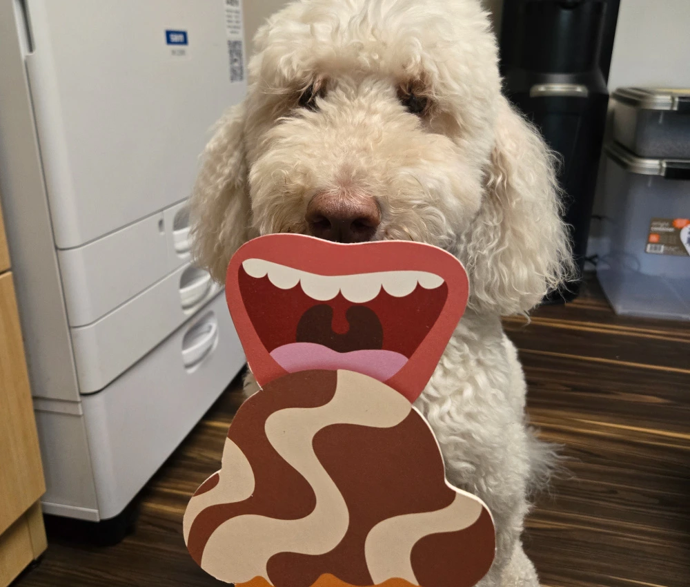 Australian Labradoodle Willow behind a smiling face sign