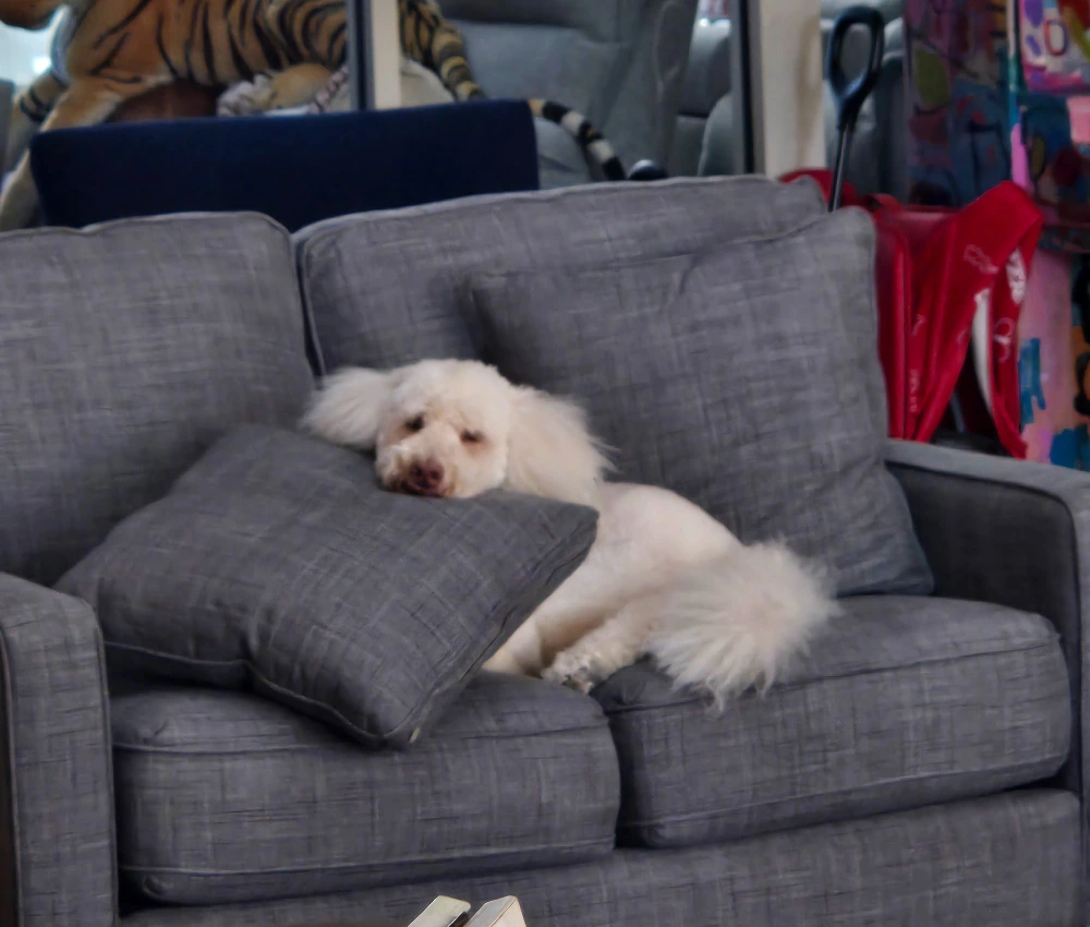Willow laying on a couch with a cushion under her head