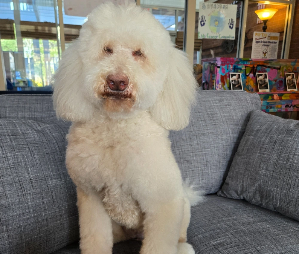 Australian Labradoodle Willow sitting proudly on a couch