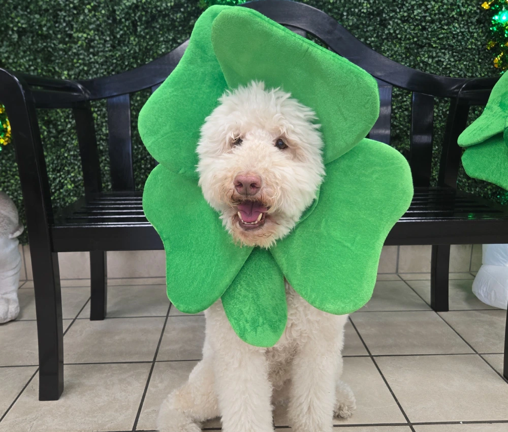 Willow the house dog in a st. Patricks day head decoration